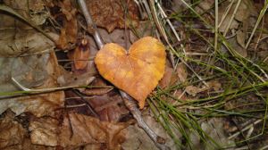 Ett löv jag hittade i skogen när jag letade efter svampar med mina elever.